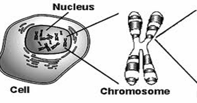 Kromosom (Pengertian, Fungsi, Struktur, Tipe, Jumlah)