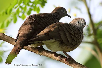 Zebra Dove