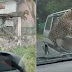 Vídeo: Leopardo mete o louco em cidade, deixa 13 feridos e continua foragido