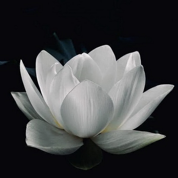 Hoa sen trắng
