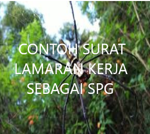 Contoh surat lamaran pekerjaan menjadi SPG di Indomaret