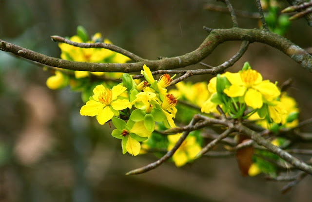 Yellow Apricot Flower (Hoa Mai) 2