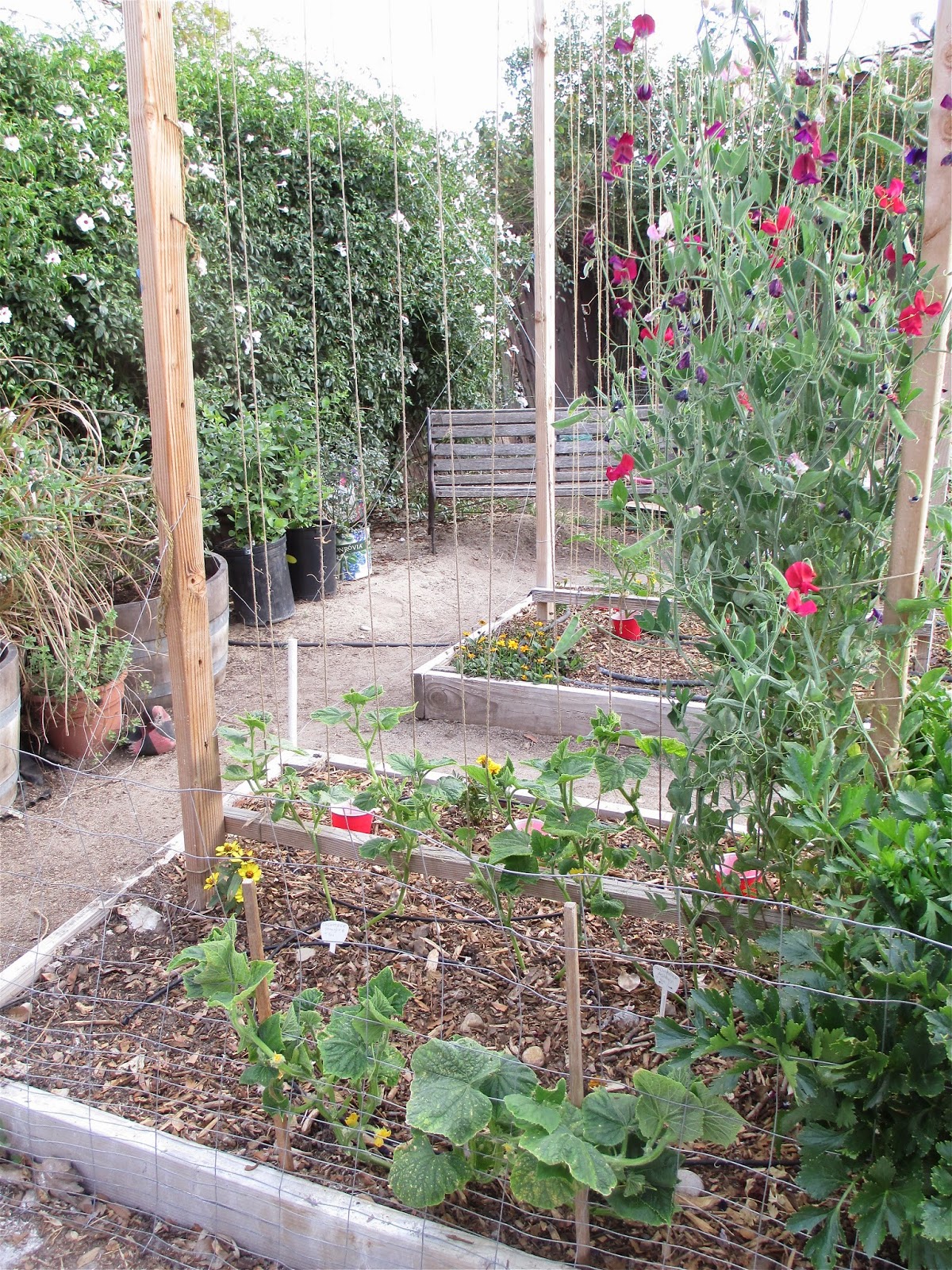 Andie's Way: Trellis Ideas for Tomatoes, Cucumbers, Beans, Peas