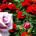 Beautiful Rose Wallpapers