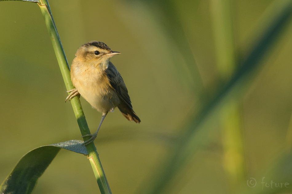 Kõrkja-roolind, Acrocephalus schoenobaenus, Sedge Warbler, European, Titiza