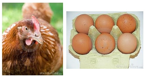 Bagai Ayam Mengeram Telur ~ Laman Peribahasa
