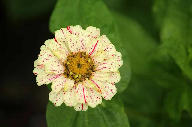 The best way to Planting, grow and care of zinnia flower.