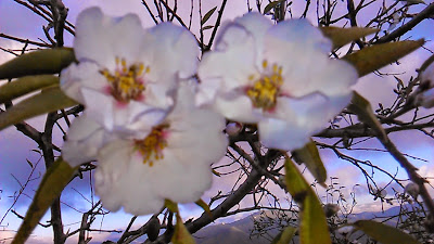 flores de almendro