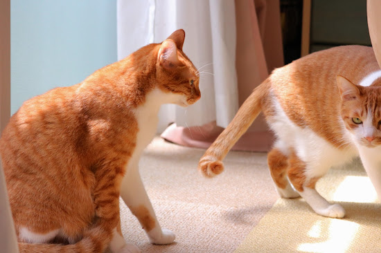 二匹の猫と徒然なるままに　ゆずとカイ