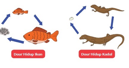 Gambar Daur  Hidup  Hewan  Yang Memiliki Metamorfosis Tidak 