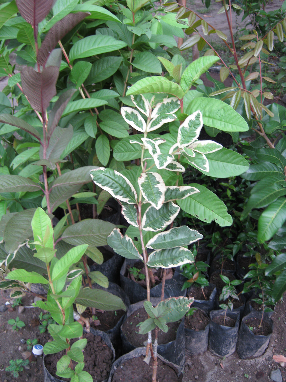 Aneka Tanaman Langka: Jambu biji variegata