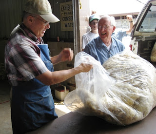 David Greene (L) grades Gene Umberger's (R) wool