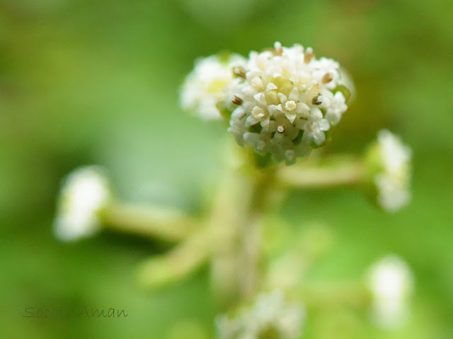 Adenocaulon himalaicum