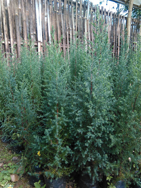 Cypress pine saplings for sale