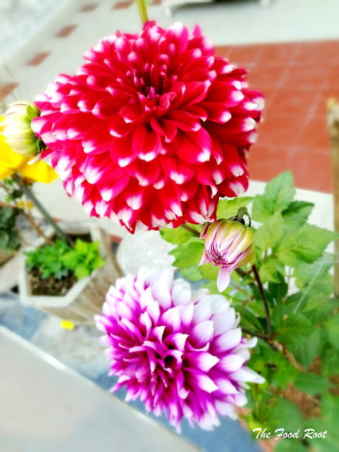 Dahlias are grown from seeds or tubers. They need to be planted in spring season, after the threat of frost has passed. They grow up to 5-6 feet and bloom with flowers of 10-12 inches across. You can also place these beautiful flowers by making floral centerpieces to brighten up your home.