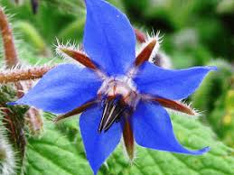 Fotos y nombres de plantas con flores azules