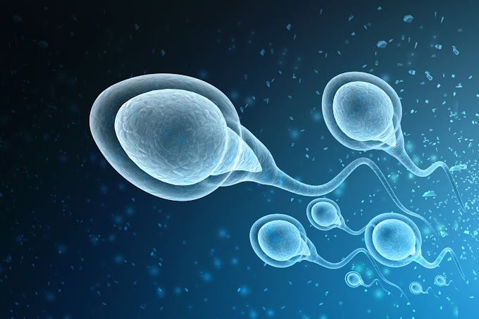 What is the main important sperms in the bodyof a woman apart from pregnancy 