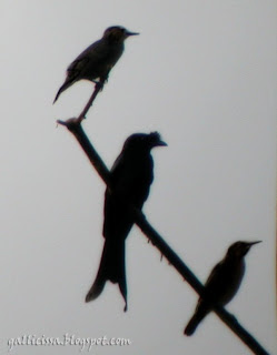 Greater Racket-tailed Drongo aka Sri Lanka Crested Drongo in Sinharaja with a pair of White-faced Starlings