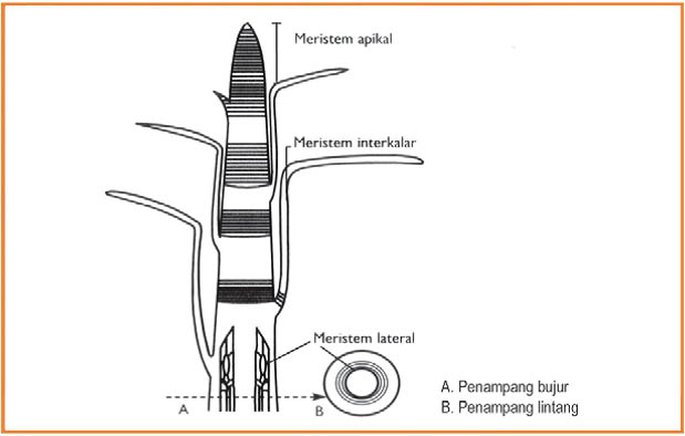 Pengertian Jaringan Meristem, Fungsi, dan Ciri-Cirinya