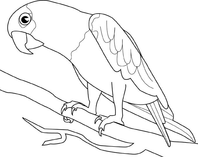 Download Parrot Coloring Pages - Team Coloring