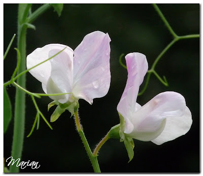 lathyrus