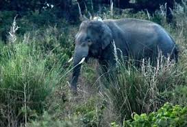 खेत में रखवाली कर रहे एक किसान को हाथी ने पटक पटककर मार डाला