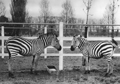 bellengreville zèbres