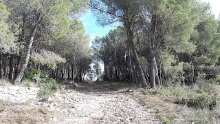 Prenafeta a Santes Creus GR-175 Ruta del Cister, camí del Mas d'en Roig en direcció a Santes Creus