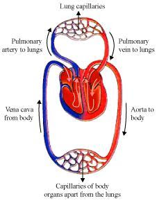 Class X, Life Processes, Blood Circulation image