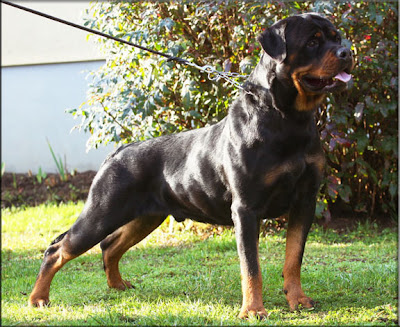 Rottweiler dog pictures