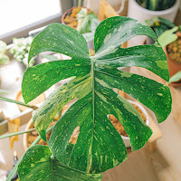 Monstera med gule spetter i bladene, var. aurovariegata