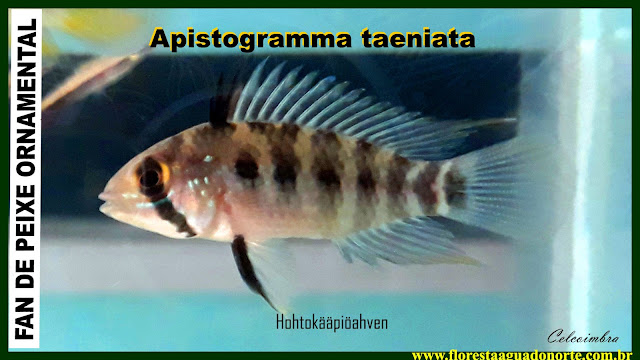 Apistogramma taeniata