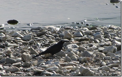 Brewer's Blackbird