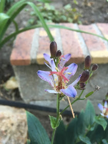 tricyrtis macropoda nigra macro