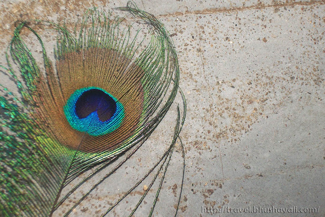 HD Wallpaper of Peacock feather images