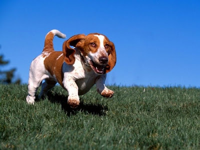 Running Basset Hounds Seen On www.coolpicturegallery.us