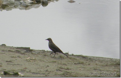 Female Brewer's Blackbird