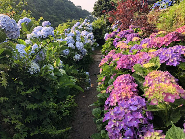 大梯田花卉農場