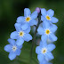 Blogging is a Forget-Me-Not