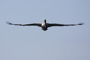 Boeing 747 LookAlike (tx boeing )