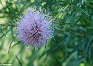 Round Purple Wildflower