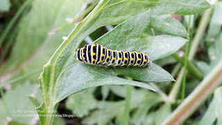 Papilio (Papilio) machaon caterpillar IMG-20170702-174158