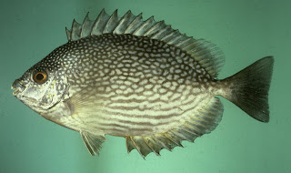 ikan baronang