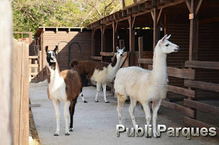 Llamas de Terra natura Benidorm