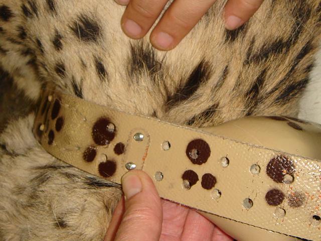 CCF Experts putting a radio collar around a cheetah neck