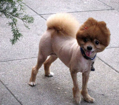 Dogs Hair Cuts on Most Weird Dog Haitcuts   50 Pics   This Crazy Web