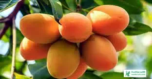 আমের ছবি ডাউনলোড - কাঁচা আমের পিকচার, পিক - mango pic - NeotericIT.com - Image no 10