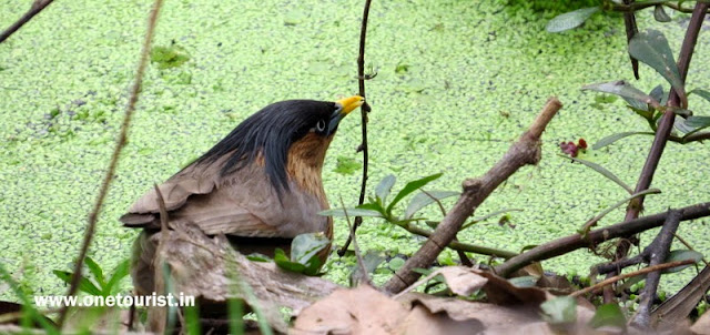 keoladeo national park , Bharatpur , rajasthan 