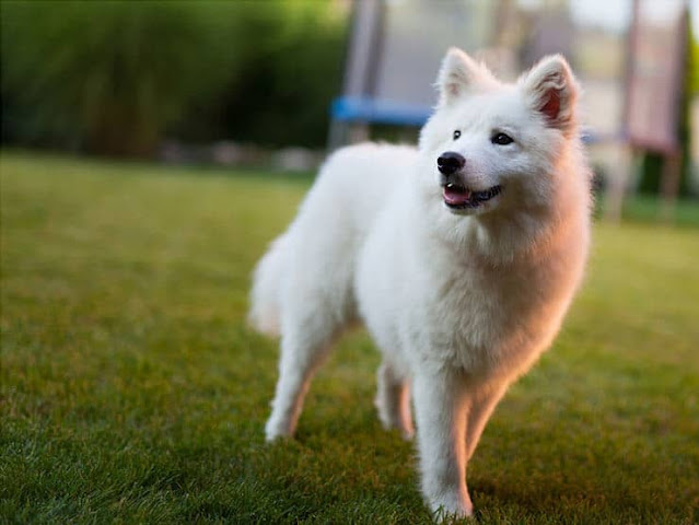 "Beautiful Samusky dog with a fluffy white and grey coat, sitting in the snow with blue eyes and a playful expression, ready for adventure."