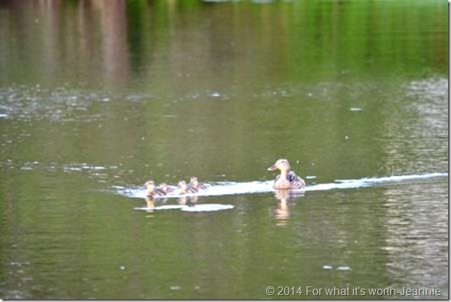 babyducks